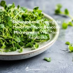 Sulforaphane and Microgreens