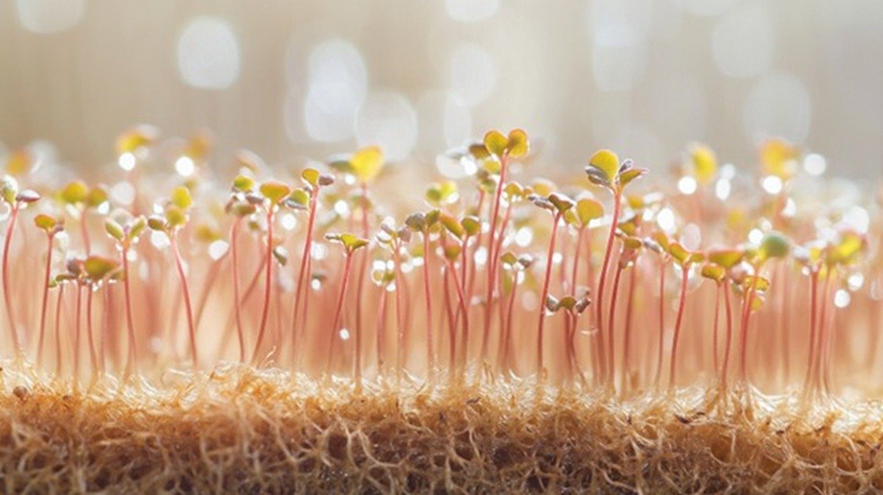 A close-up shot reveals vibrant microgreen seedlings emerging from a brown, fibrous hemp grow mat, their delicate stems reaching upward against a soft-focus background. Water droplets glisten on tender leaves under natural lighting.