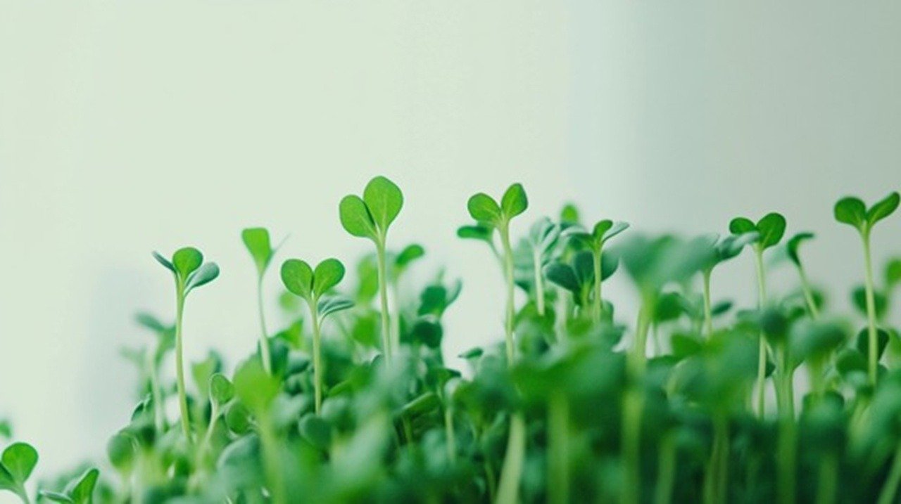 Close-up macro photograph of vibrant green broccoli microgreens against a neutral light gray background, showing delicate stems and tiny emerald leaves with crisp detail.