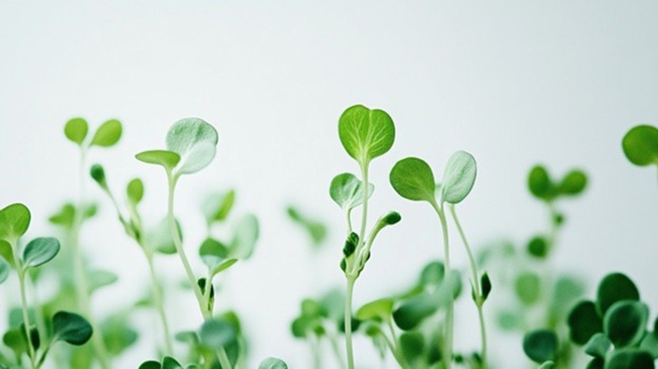 Close-up photograph of vibrant green broccoli microgreens against a pure white background, shot from a 45-degree angle with soft natural lighting.