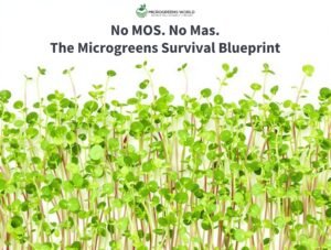 Close-up shot of vibrant microgreens against a crisp white background, with several uniform rows of perfectly spaced, emerald-green sunflower shoots in peak harvest condition. Soft natural lighting highlights the delicate leaves and creates subtle shadows, while water droplets glisten on the tender stems. The composition is clean and minimalist, with the microgreens filling the bottom two-thirds of the frame, suggesting abundance and precision in commercial cultivation. Professional studio lighting creates a high-key effect that emphasizes the professional, business-oriented nature of microgreens production.