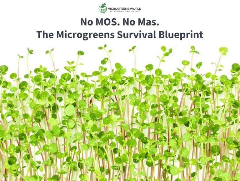 Close-up shot of vibrant microgreens against a crisp white background, with several uniform rows of perfectly spaced, emerald-green sunflower shoots in peak harvest condition. Soft natural lighting highlights the delicate leaves and creates subtle shadows, while water droplets glisten on the tender stems. The composition is clean and minimalist, with the microgreens filling the bottom two-thirds of the frame, suggesting abundance and precision in commercial cultivation. Professional studio lighting creates a high-key effect that emphasizes the professional, business-oriented nature of microgreens production.