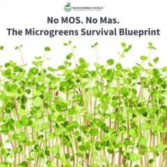 Close-up shot of vibrant microgreens against a crisp white background, with several uniform rows of perfectly spaced, emerald-green sunflower shoots in peak harvest condition. Soft natural lighting highlights the delicate leaves and creates subtle shadows, while water droplets glisten on the tender stems. The composition is clean and minimalist, with the microgreens filling the bottom two-thirds of the frame, suggesting abundance and precision in commercial cultivation. Professional studio lighting creates a high-key effect that emphasizes the professional, business-oriented nature of microgreens production.