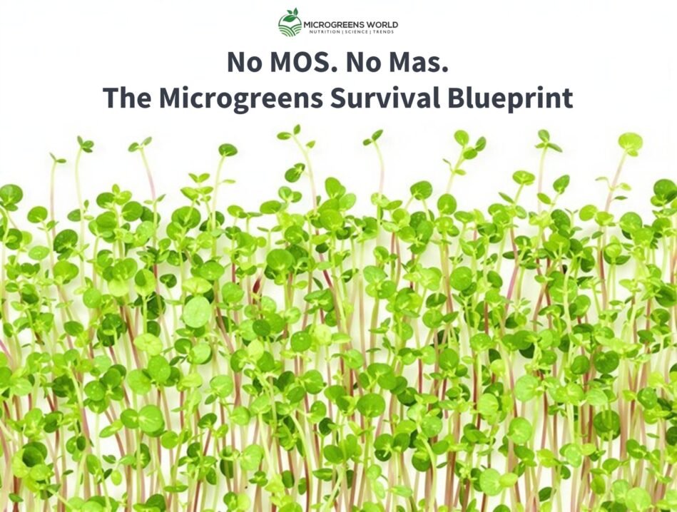 Close-up shot of vibrant microgreens against a crisp white background, with several uniform rows of perfectly spaced, emerald-green sunflower shoots in peak harvest condition. Soft natural lighting highlights the delicate leaves and creates subtle shadows, while water droplets glisten on the tender stems. The composition is clean and minimalist, with the microgreens filling the bottom two-thirds of the frame, suggesting abundance and precision in commercial cultivation. Professional studio lighting creates a high-key effect that emphasizes the professional, business-oriented nature of microgreens production.