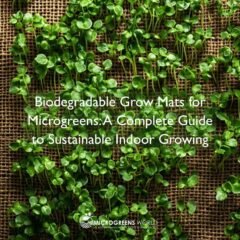 Overhead shot of vibrant microgreens growing on a natural brown hemp grow mat, showcasing multiple rows of emerald-green shoots against the textured, biodegradable surface.