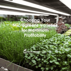 Indoor Microgreens Farm with multiple trays