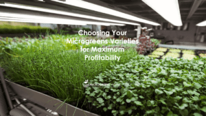 Indoor Microgreens Farm with multiple trays