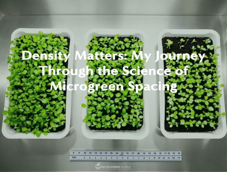 Sharp overhead view of neatly organized microgreen trays in a controlled indoor growing environment, showcasing three distinct planting densities side-by-side.