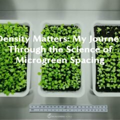 Sharp overhead view of neatly organized microgreen trays in a controlled indoor growing environment, showcasing three distinct planting densities side-by-side.