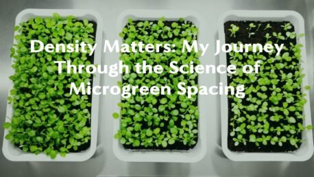 Sharp overhead view of neatly organized microgreen trays in a controlled indoor growing environment, showcasing three distinct planting densities side-by-side.