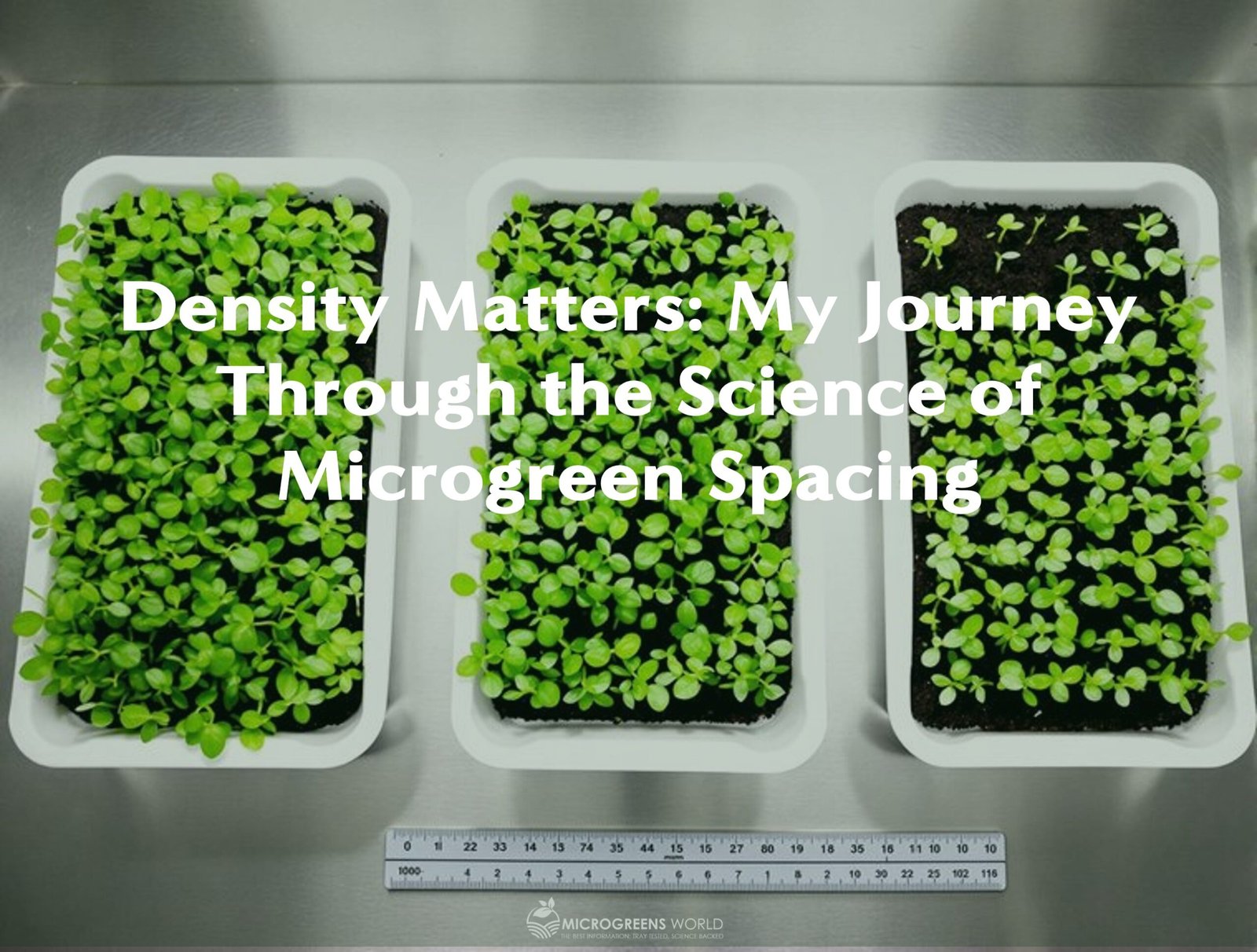 Sharp overhead view of neatly organized microgreen trays in a controlled indoor growing environment, showcasing three distinct planting densities side-by-side.