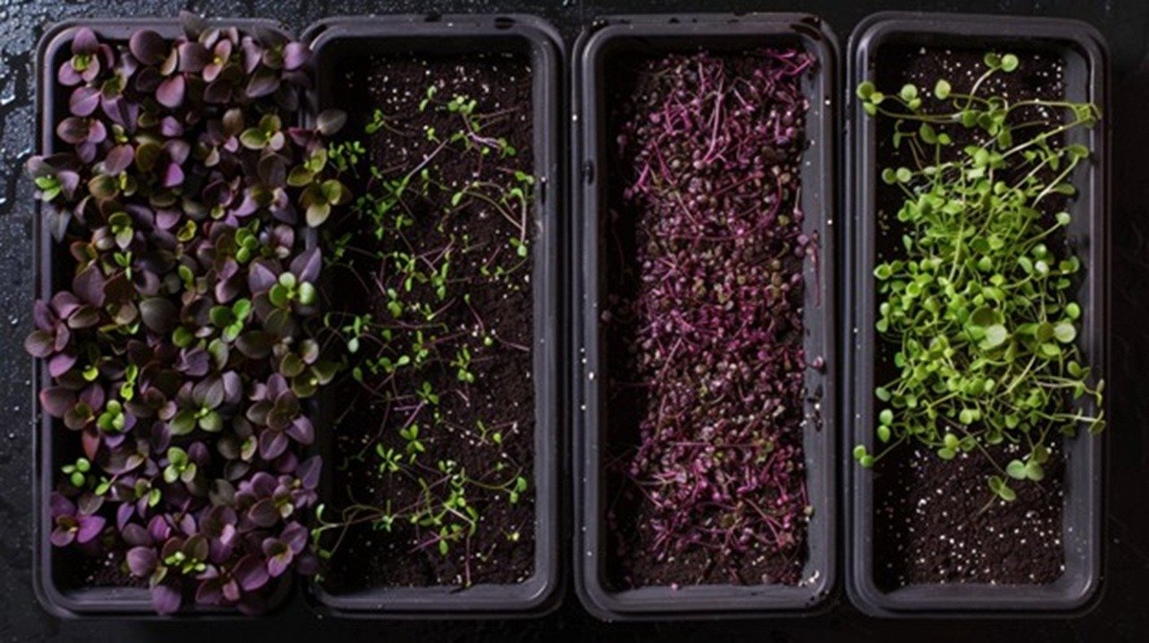 Four glass trays of purple radish microgreens photographed from above, each showing distinct seeding densities, arranged in ascending order.