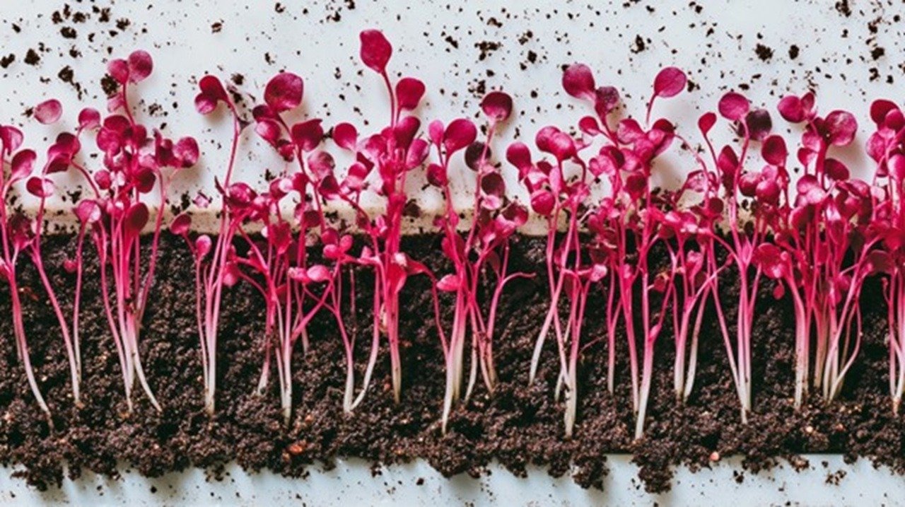 Various microgreen seedlings of red amaranth emerge in a precise grid pattern across a white growing tray, their delicate stems creating a mesmerizing dance of negative space.