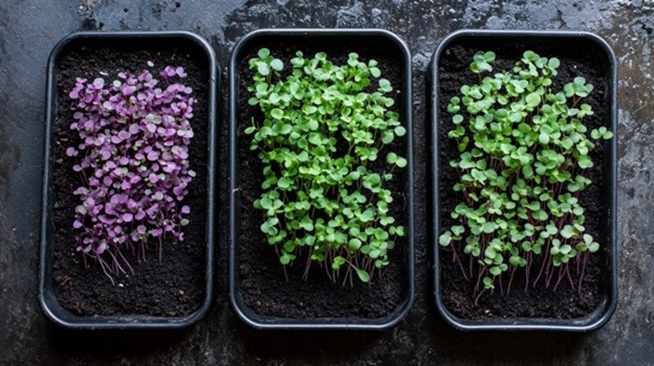 Three seedling trays photographed from above in natural light, showcasing different microgreen seeding densities - sparse, medium, and dense.