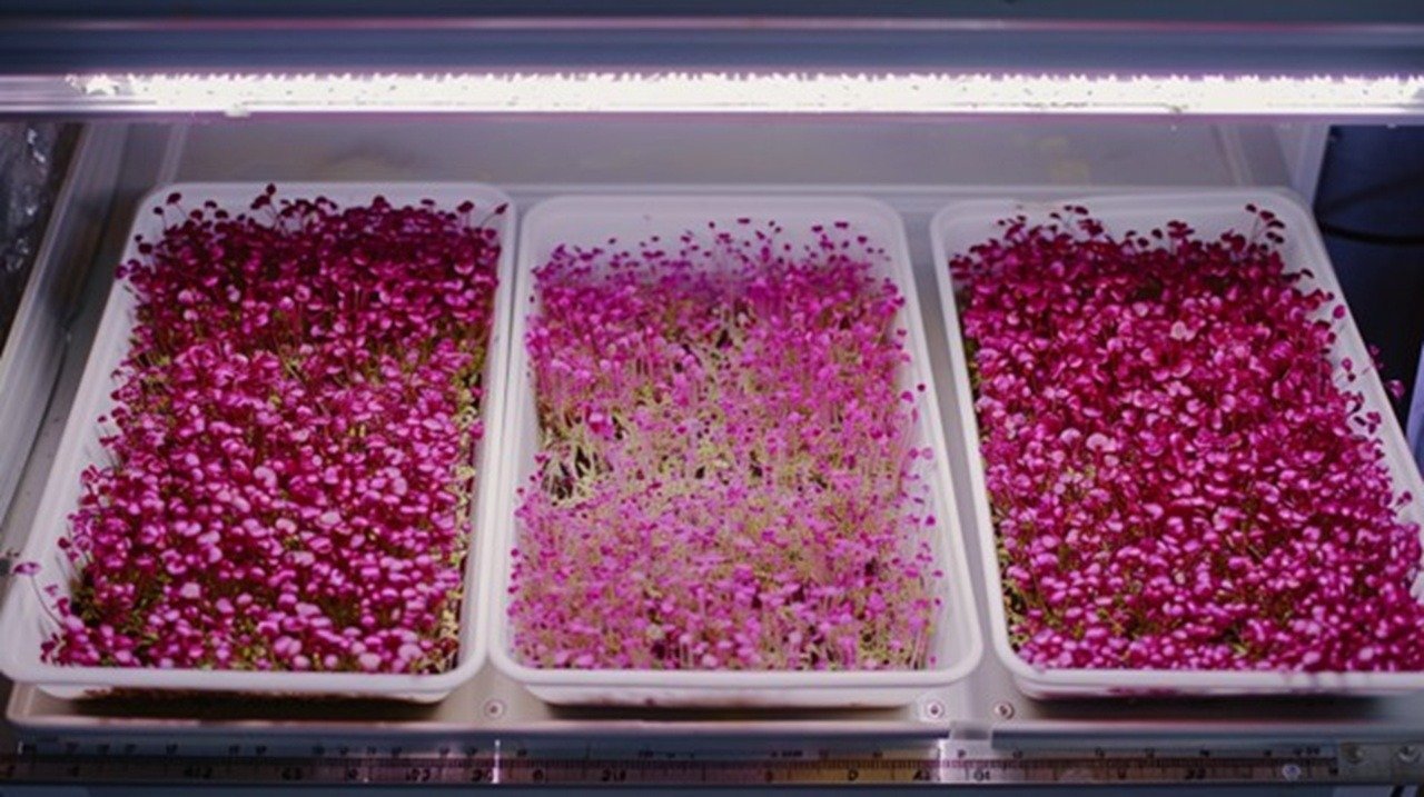 Overhead shot of three identical wooden microgreen trays under bright grow lights, each displaying different seeding densities of vibrant red amaranth microgreens.