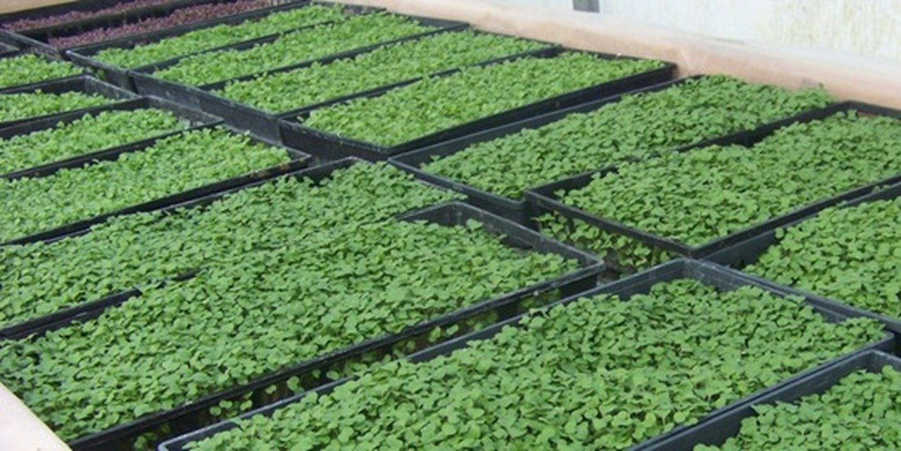 Common Growing Challenges and How to Solve Them