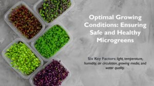 Optimal Growing Conditions: Ensuring Safe and Healthy Microgreens