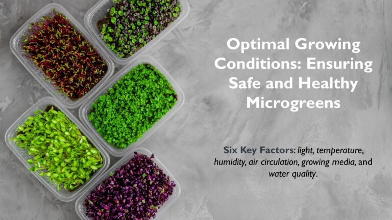 Optimal Growing Conditions: Ensuring Safe and Healthy Microgreens