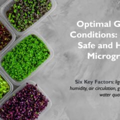 Optimal Growing Conditions: Ensuring Safe and Healthy Microgreens
