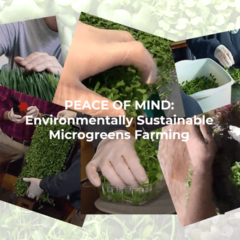Microgreens Farmers: Are You Making This Critical Food Safety Mistake?