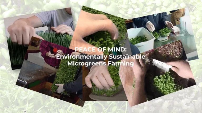 Microgreens Farmers: Are You Making This Critical Food Safety Mistake?