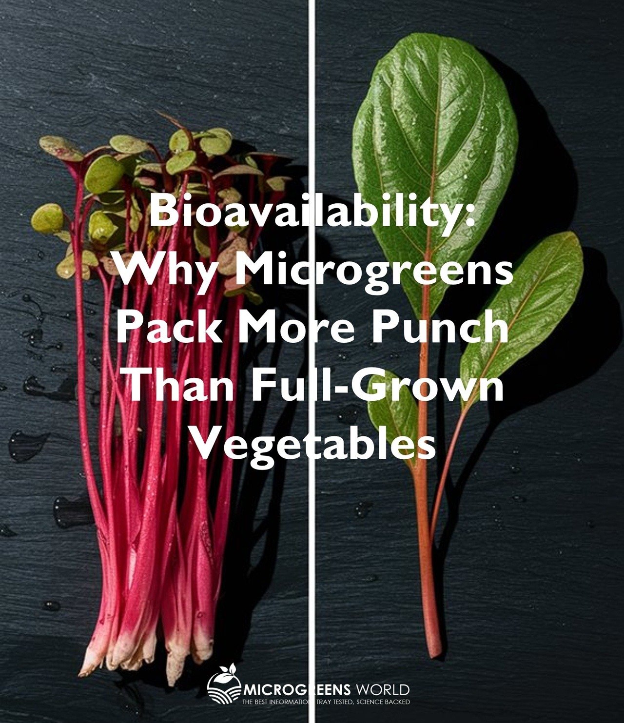 Microgreens Bioavailability Microgreens Bioavailability with microgreens on the left and mature leaf on the right
