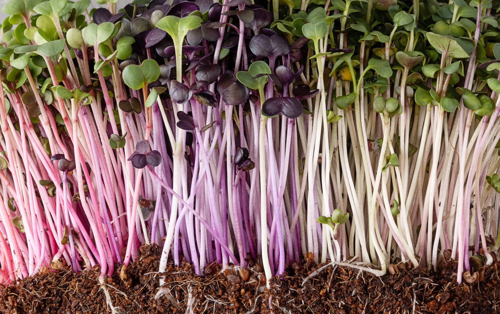 Radish microgreens growing on a non-soil media