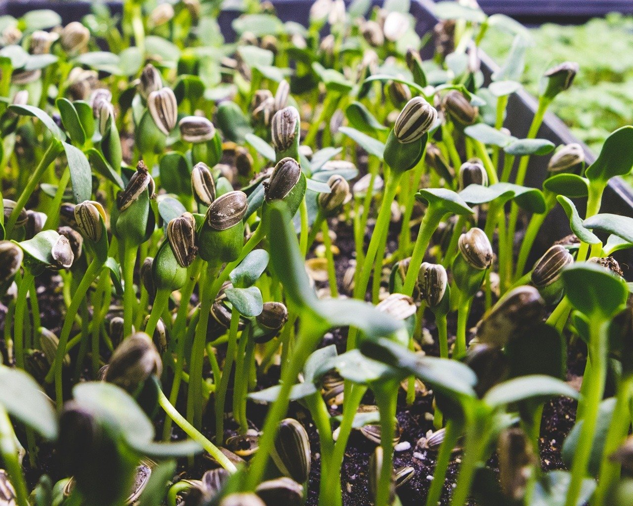 Microgreens growing with their seed hulls