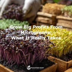 A close-up shot of microgreens in various vibrant colors—emerald, purple, and golden yellow—sprouting from rich black soil in wooden planters