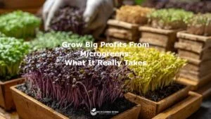 A close-up shot of microgreens in various vibrant colors—emerald, purple, and golden yellow—sprouting from rich black soil in wooden planters