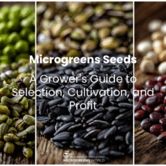 Close-up macro photography of diverse microgreens seeds arranged in organized sections on a rustic wooden surface, each variety clearly distinct - bright green broccoli seeds, dark red radish seeds, large cream-colored pea seeds, black sunflower seeds