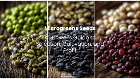 Close-up macro photography of diverse microgreens seeds arranged in organized sections on a rustic wooden surface, each variety clearly distinct - bright green broccoli seeds, dark red radish seeds, large cream-colored pea seeds, black sunflower seeds