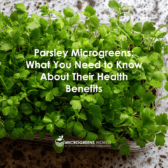 Parsley microgreens in a growing in a container on a marble counter