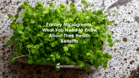Parsley microgreens in a growing in a container on a marble counter