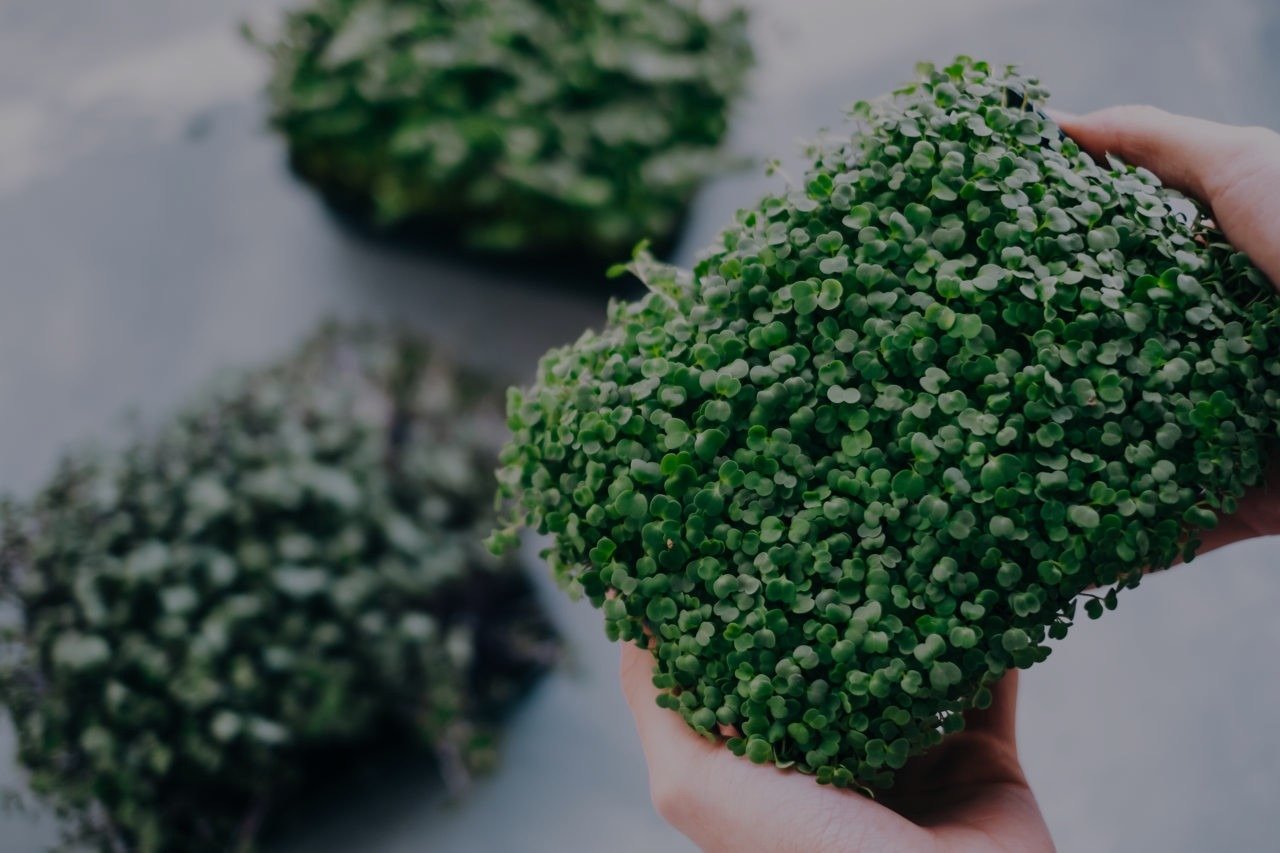 Limited microgreens variety