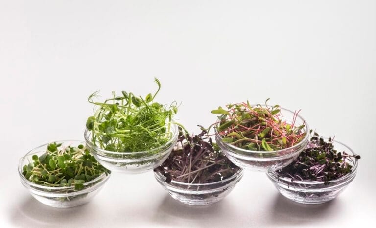 Five small glass bowls of different microgreens, from pea shoots to red-stemmed and dark purple greens, stacked in a staggered group on a white surface.