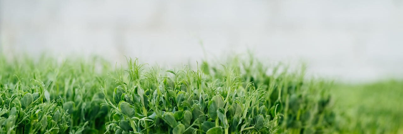 Microgreens growing farm background with raw sprouts. Fresh raw herbs from home garden or indoor vertical farm, full of vitamins for vegans. Banner. Copy space