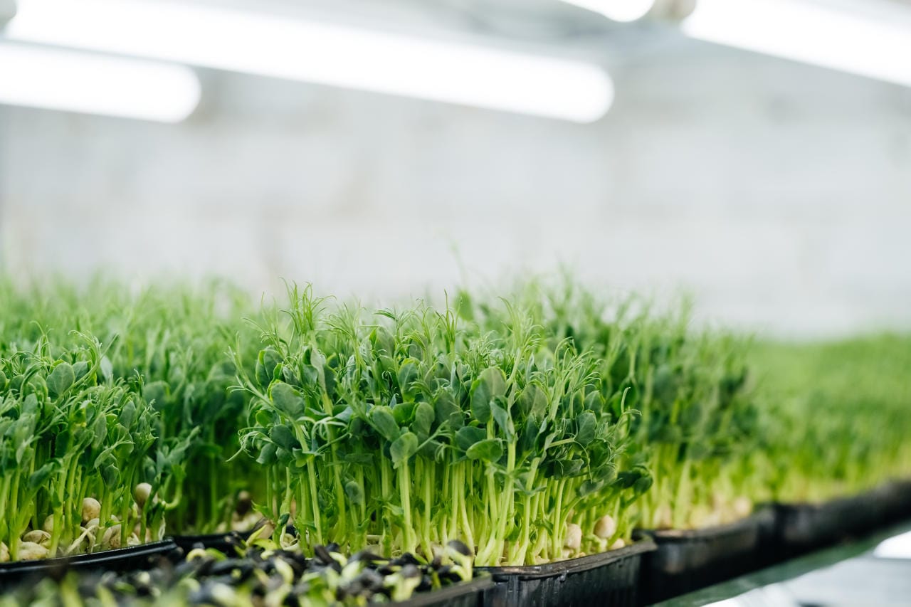 Trays of light-grown pea shoots under fluorescent lights, with curling tendrils and paired leaflets above pale pea seeds resting at tray level.