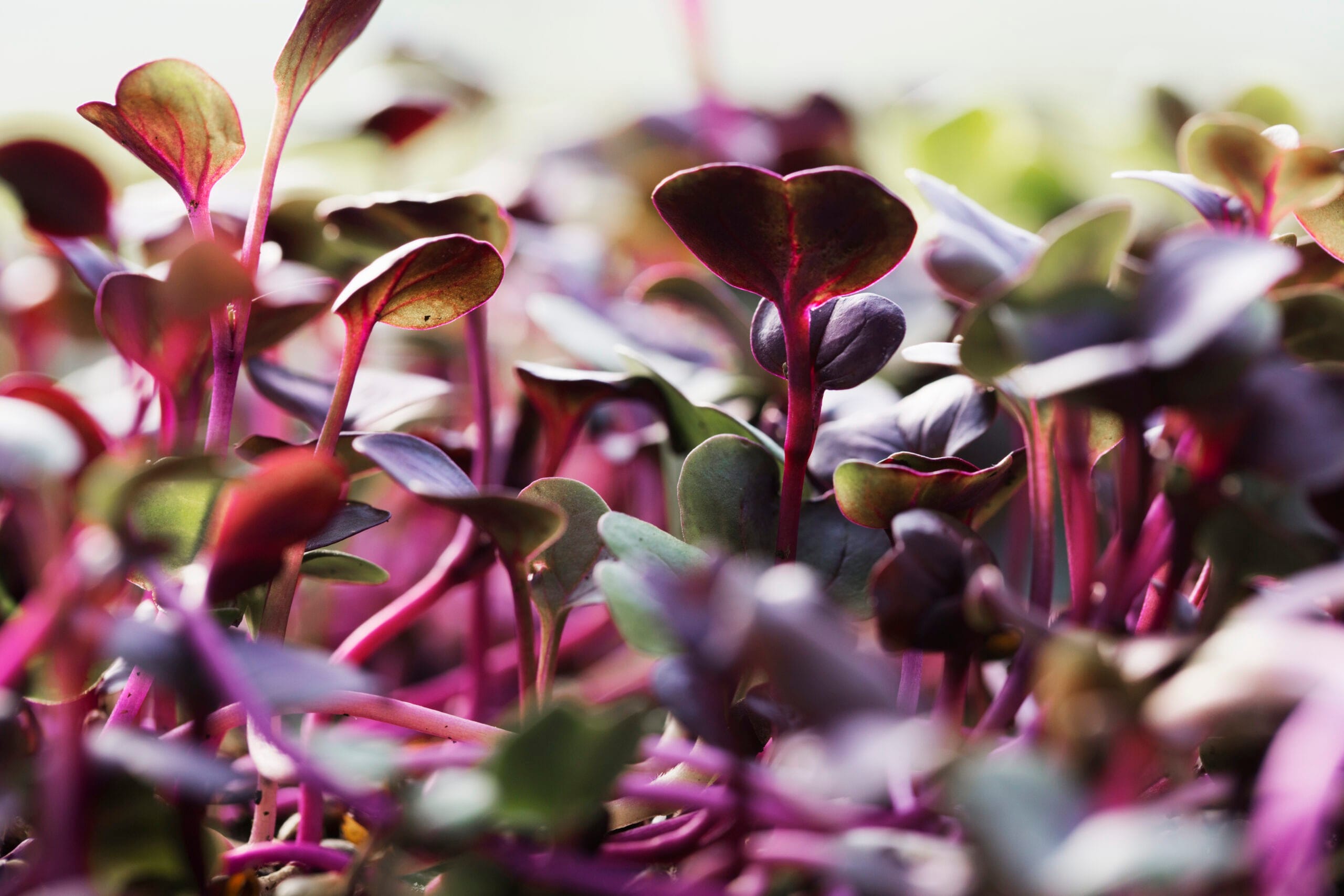 Close-up of purple and red microgreen seedlings with rounded cotyledons and thin stems, taken at seedling height.