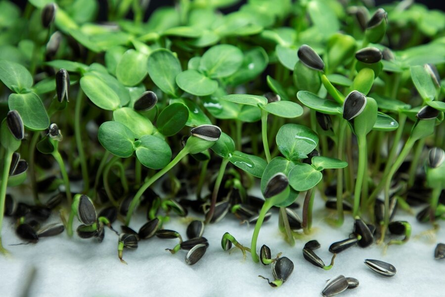 Microgreens Vulnarabilities