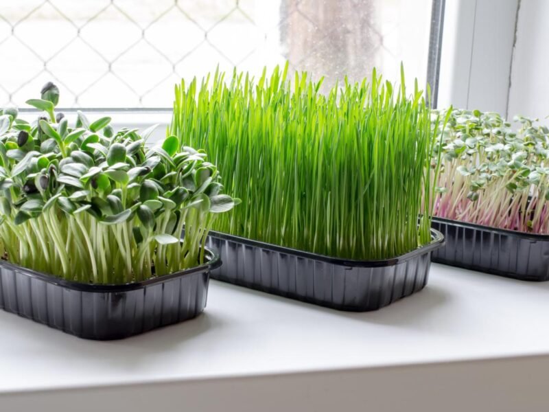 seedlings-of-sunflower-wheat-and-radish