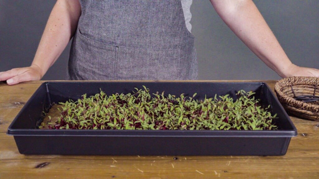 Radish microgreens in the propagation tray, ready for harvesting.