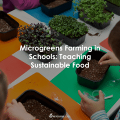 Elementary school children sitting around a table and tending to their microgreens