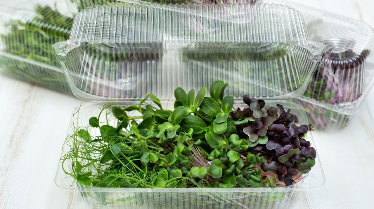 Clamshell package with fresh microgreens