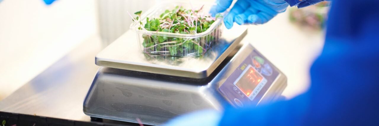 Pair of gloved hands weighing, packaging, and labeling microgreens
