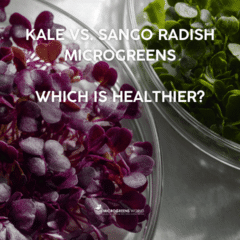 Kale vs. Sango Radish Microgreens