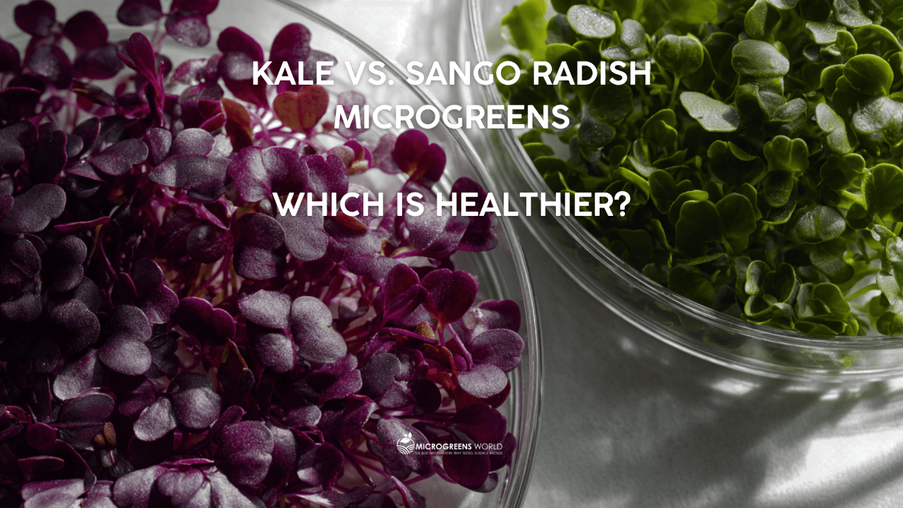 Kale vs. Sango Radish Microgreens