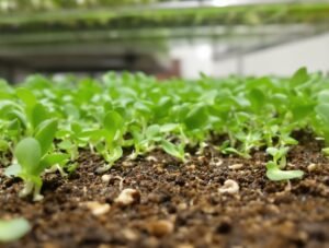 tiny soil dwelling mosquito pests