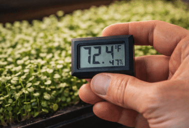 close-up of a grower's hand holding a small digital thermometer hygrometer near a 10x20 tray of short dense microgreens, LED grow light visible above, the display showing temperature and humidity readings