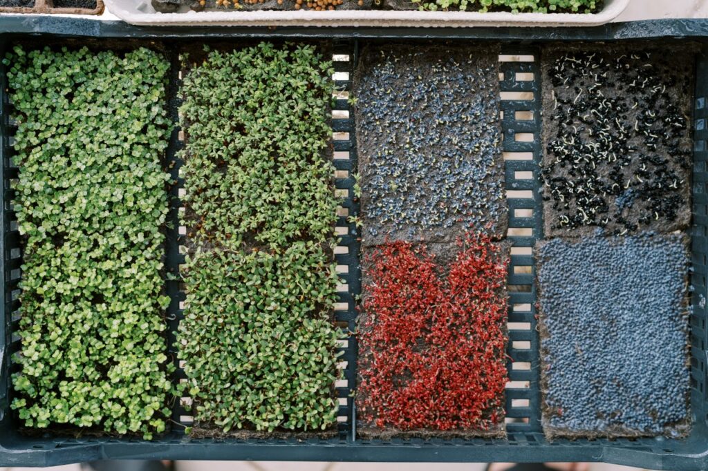 Radish, broccoli and sunflower microgreens in trays side by side at different stages of germination